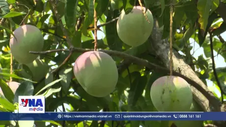 Bấp bênh vùng trồng xoài Úc Cam Lâm