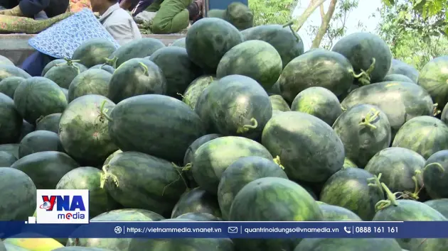 Quảng Trị: Giá dưa hấu chạm đáy, người nông dân lao đao