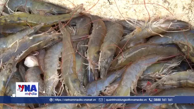 Giá tôm nguyên liệu ở An Giang giảm mạnh