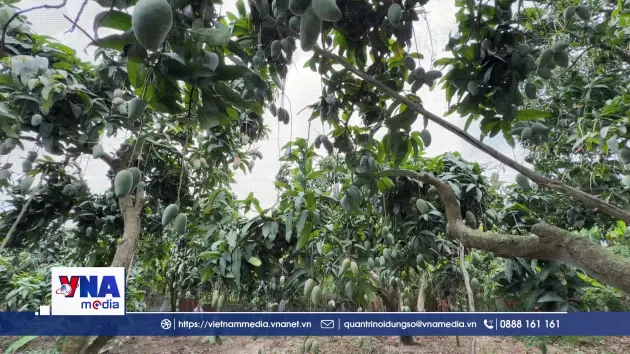 Xoài An Giang được mùa nhưng giá thu mua giảm mạnh