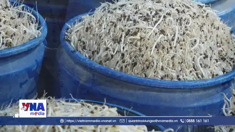 Phát hiện nhiều xưởng sản xuất giá đỗ sử dụng chất cấm tại Quảng Ninh
