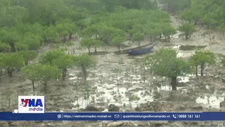 Thanh Hóa bảo vệ, phát triển rừng ngập mặn bảo vệ môi trường sinh thái