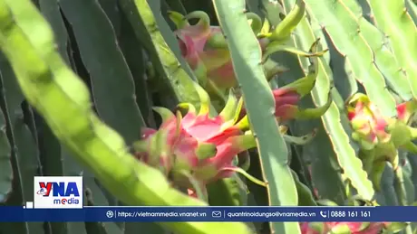 Thanh long nghịch vụ ở Đồng Tháp được giá