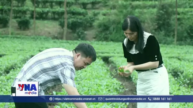 Chè Thái Nguyên hướng tới mục tiêu cây trồng tỷ USD