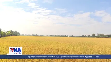 Nông dân Vĩnh Long thích ứng linh hoạt với biến động ngành lúa gạo