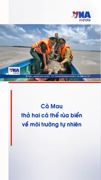 Cà Mau thả hai cá thể rùa biển về môi trường tự nhiên