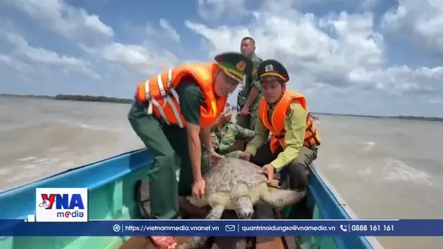 Cà Mau thả hai cá thể rùa biển về môi trường tự nhiên