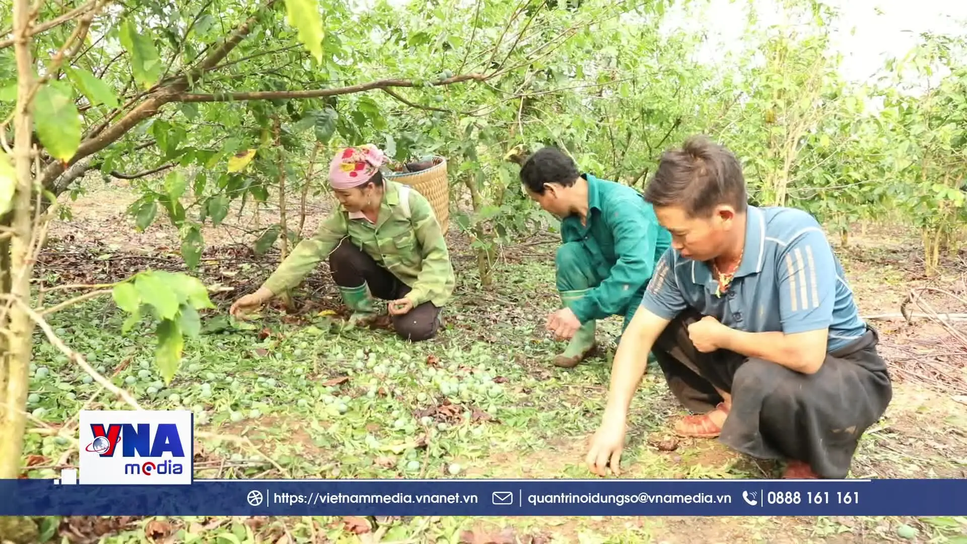 Mưa đá gây ảnh hưởng, thiệt hại đến sản xuất nông nghiệp tại Sơn La