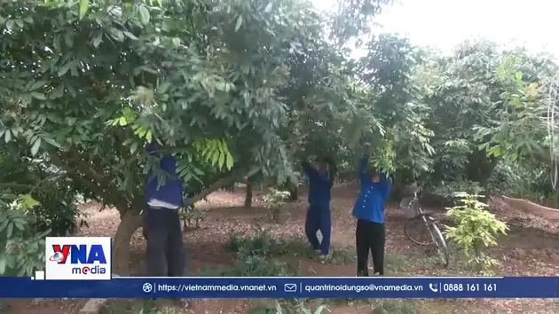 Hưng Yên bảo vệ năng suất nhãn trước biến động thời tiết