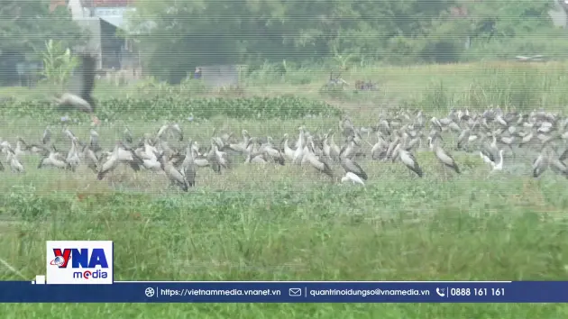 Bảo vệ đàn cò Nhạn di cư về Đắk Lắk