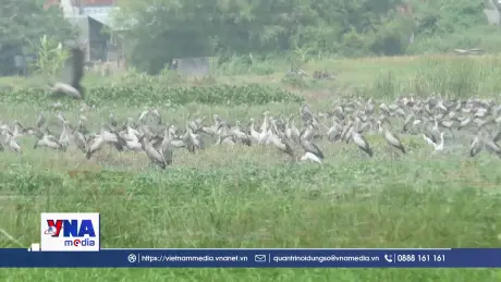 Bảo vệ đàn cò Nhạn di cư về Đắk Lắk