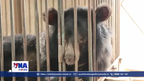 Cứu hộ thành công 2 cá thể gấu hơn 20 năm tuổi