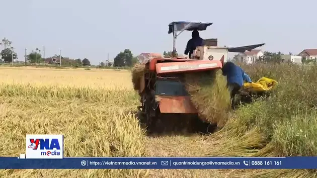 Đột phát kinh tế từ chuỗi liên kết đa cây trồng