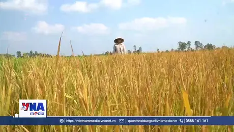 Lúa đang trổ bông bỗng dưng chết bất thường