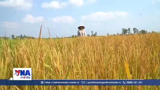 Lúa đang trổ bông bỗng dưng chết bất thường