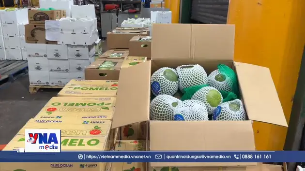 Lần đầu tiên trái bưởi Việt Nam có mặt tại thị trường Australia