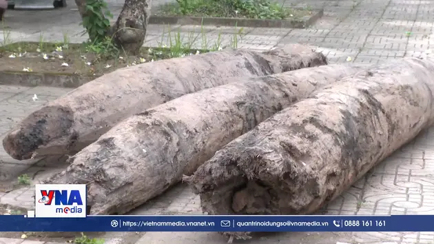 Nghiên cứu, xác định niên đại của 3 cọc gỗ cổ tại Ninh Bình