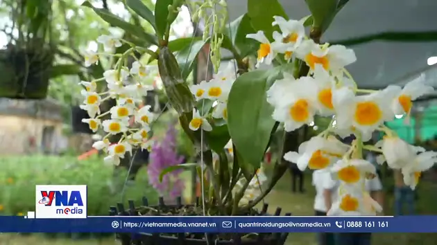 Triển lãm, trưng bày sinh vật cảnh ba miền tại Đại Nội Huế