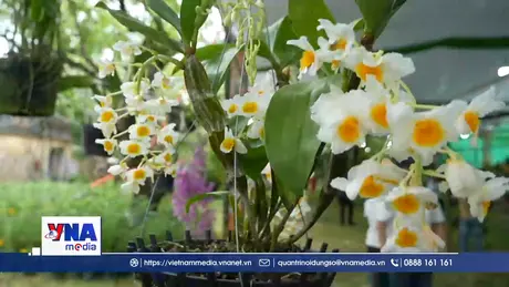 Triển lãm, trưng bày sinh vật cảnh ba miền tại Đại Nội Huế