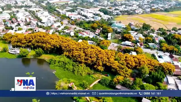 Rực rỡ Lễ hội “Sắc sưa Hương Trà – Đà Nẵng năm 2026”