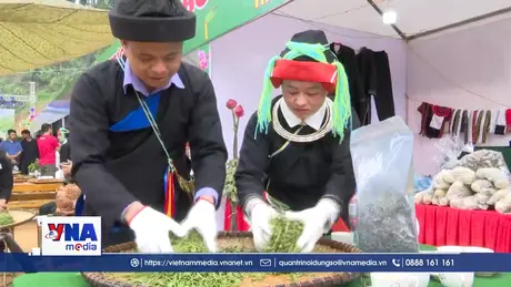 Chàng trai người Dao nâng tầm chè Shan tuyết trên dãy Tây Côn Lĩnh