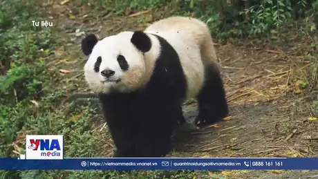 Trung Quốc gửi cặp gấu trúc mới đến Mỹ