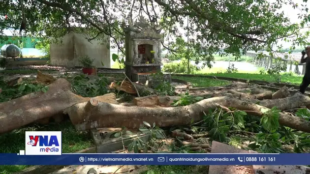 Hàng chục người thoát nạn khi nhánh đa cổ thụ gãy đổ