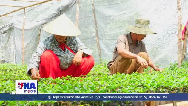 Ươm mầm xanh từ “Đại hội không hoa”