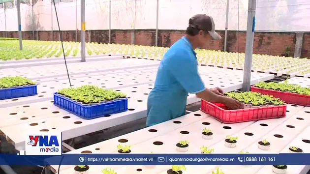 Nông nghiệp đô thị: Trụ cột xanh cho tương lai các thành phố lớn