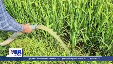 Vùng cao Quảng Trị tập trung chống hạn cứu lúa