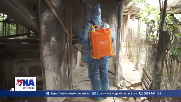 Lào Cai nỗ lực dập dịch tả lợn châu phi ở Gia Hội