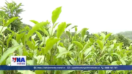 Sản xuất an toàn sinh học - hướng đi bền vững cho cây chè