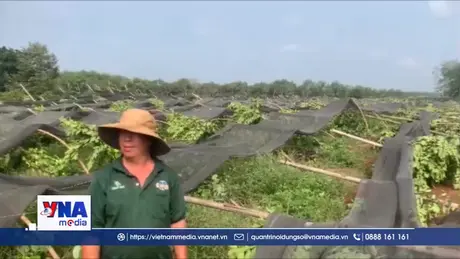 Đồng Nai: Mưa lớn kèm lốc xoáy làm gãy đổ hàng ngàn trụ tiêu