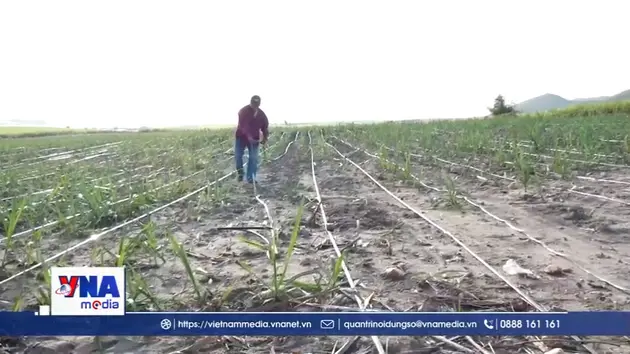 Liên kết đầu tư hệ thống tưới thông minh cho cây mía ở Đắk Lắk