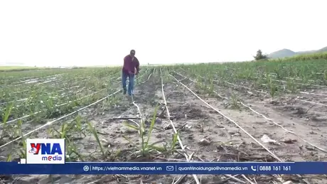 Liên kết đầu tư hệ thống tưới thông minh cho cây mía ở Đắk Lắk