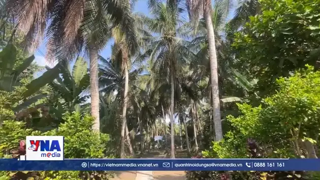 Vĩnh Long trồng dừa hữu cơ, hướng tới xuất khẩu bền vững