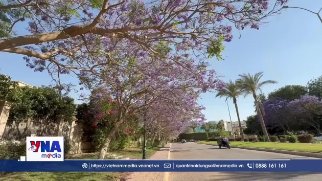 Phượng tím - Vẻ đẹp đầu hè của Cairo
