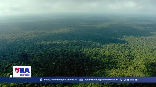 Tín hiệu tích cực trong việc bảo vệ rừng nhiệt đới toàn cầu