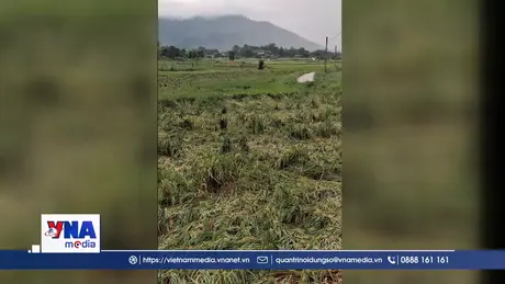 Dông lốc, mưa đá gây thiệt hại cho vùng núi Nghệ An