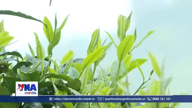 Đánh thức vùng chè Shan tuyết cổ thụ Hồ Thầu