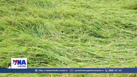 Hà Tĩnh gần 6.000ha lúa bị thiệt hại do dông lốc