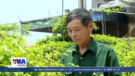 Cựu chiến binh đổi mới tư duy, phát triển kinh tế bền vững
