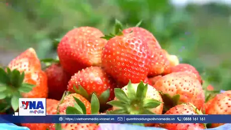 Hiệu quả từ mô hình trồng dâu tây ở xã biên giới Dào San