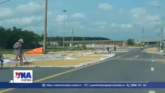Nguy cơ mất an toàn giao thông do phơi lúa trên đường