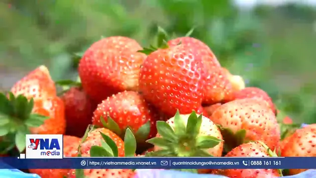 Hiệu quả từ mô hình trồng dâu tây ở xã biên giới Dào San
