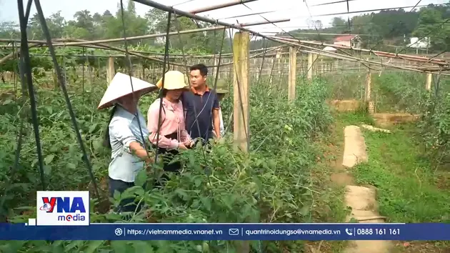Những đảng viên làm kinh tế giỏi ở vùng cao