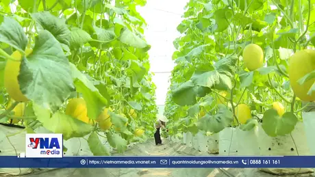 “Bão giá” phân bón thúc đẩy làn sóng nông nghiệp tuần hoàn