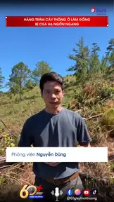 Hàng trăm cây thông ở Lâm Đồng bị cưa hạ ngổn ngang