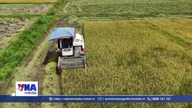 Hà Tĩnh khẩn trương thu hoạch lúa xuân