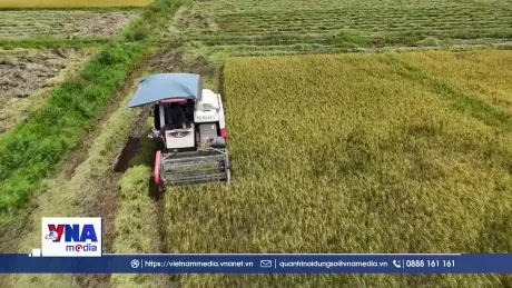 Hà Tĩnh khẩn trương thu hoạch lúa xuân